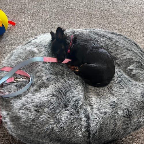 Customer photo review of Medium Luxury Dog Bed - Interior/Outdoor