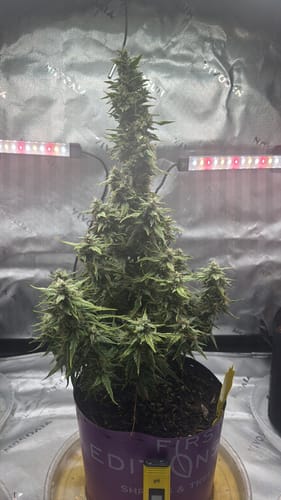 Customer photo review of 🎁 Super Sour Diesel Autoflower Seeds (100% off)