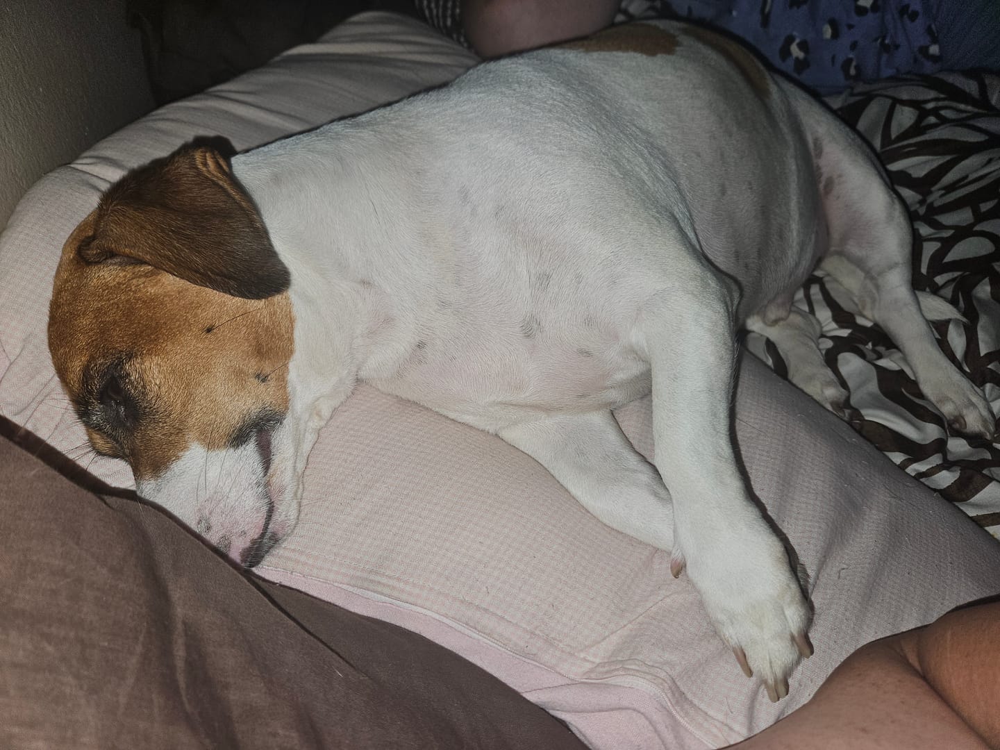 Customer photo review of Moody Master (Stress, Anxiety & Mood Support for Cats & Dogs)