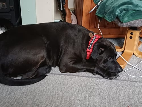 Customer's large black dog resting indoors while wearing the red Combat® Collar.