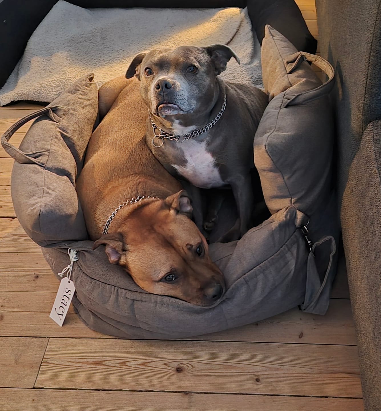 Customer photo review of Staey - Lara 3-i-1 Bilsæde, Taupe 2.0