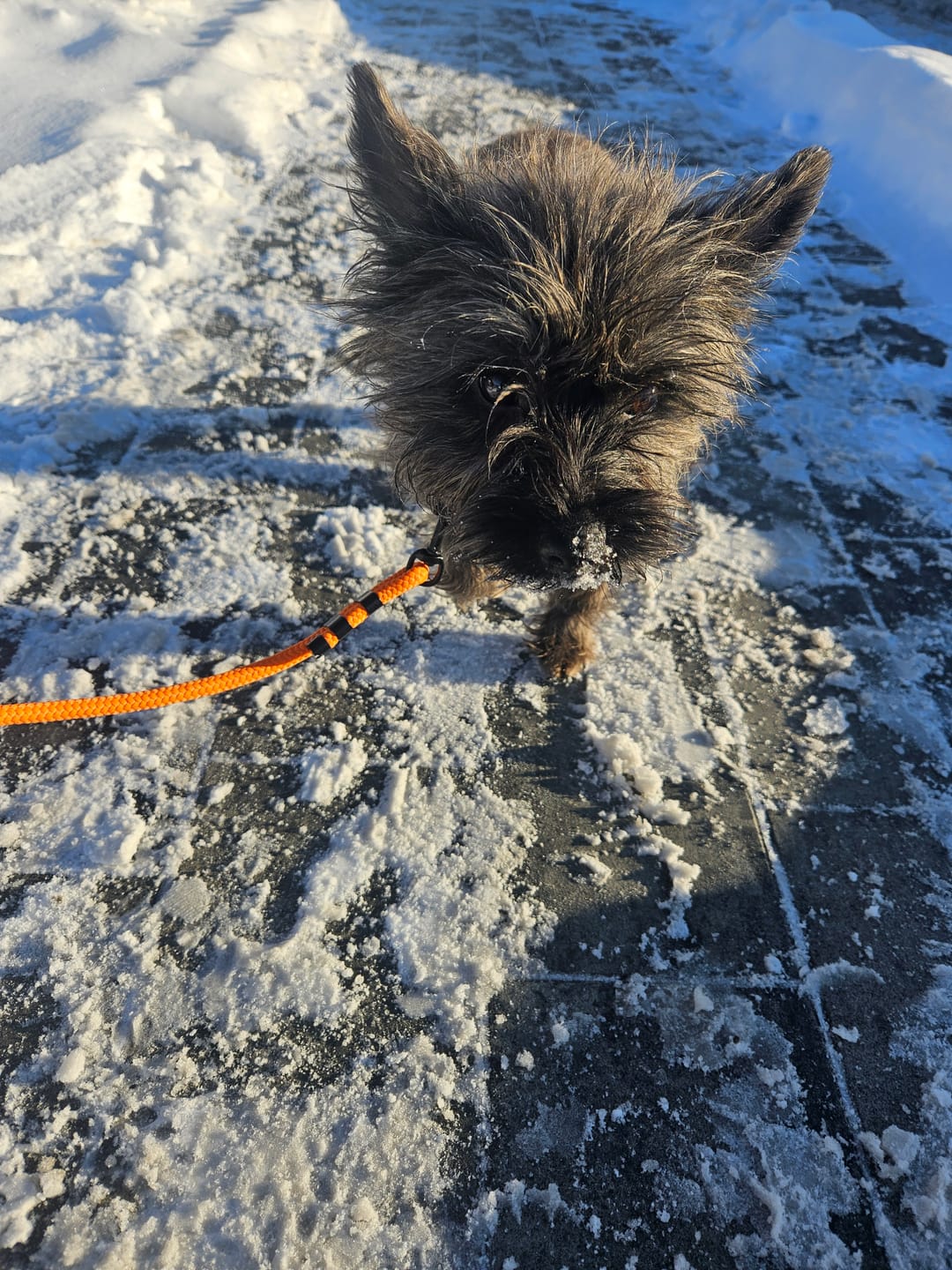 Customer photo review of Smycz linowa "Tiger Orange" - czarne okucia