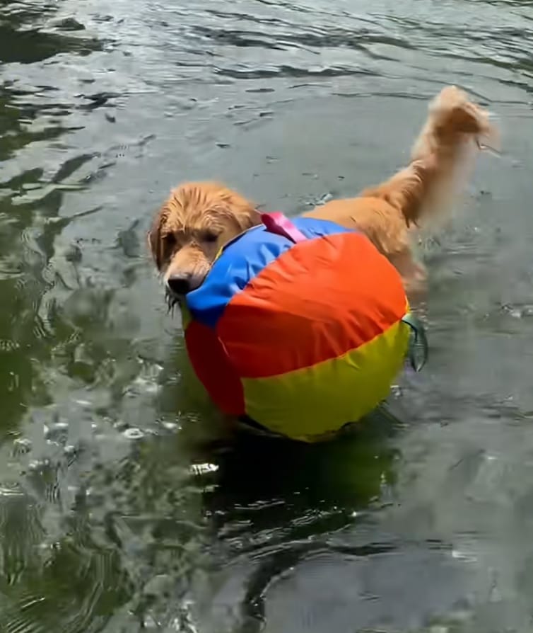 Customer photo review of Calming Jumbo Ball
