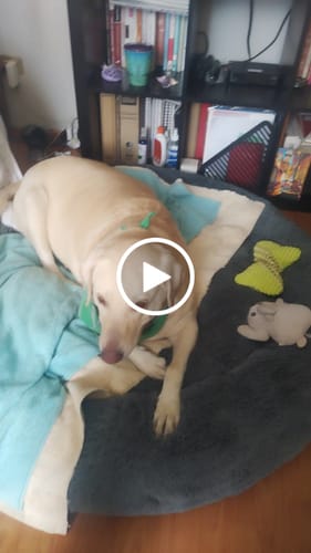 Customer video review of Cama Antiestrés para Perros