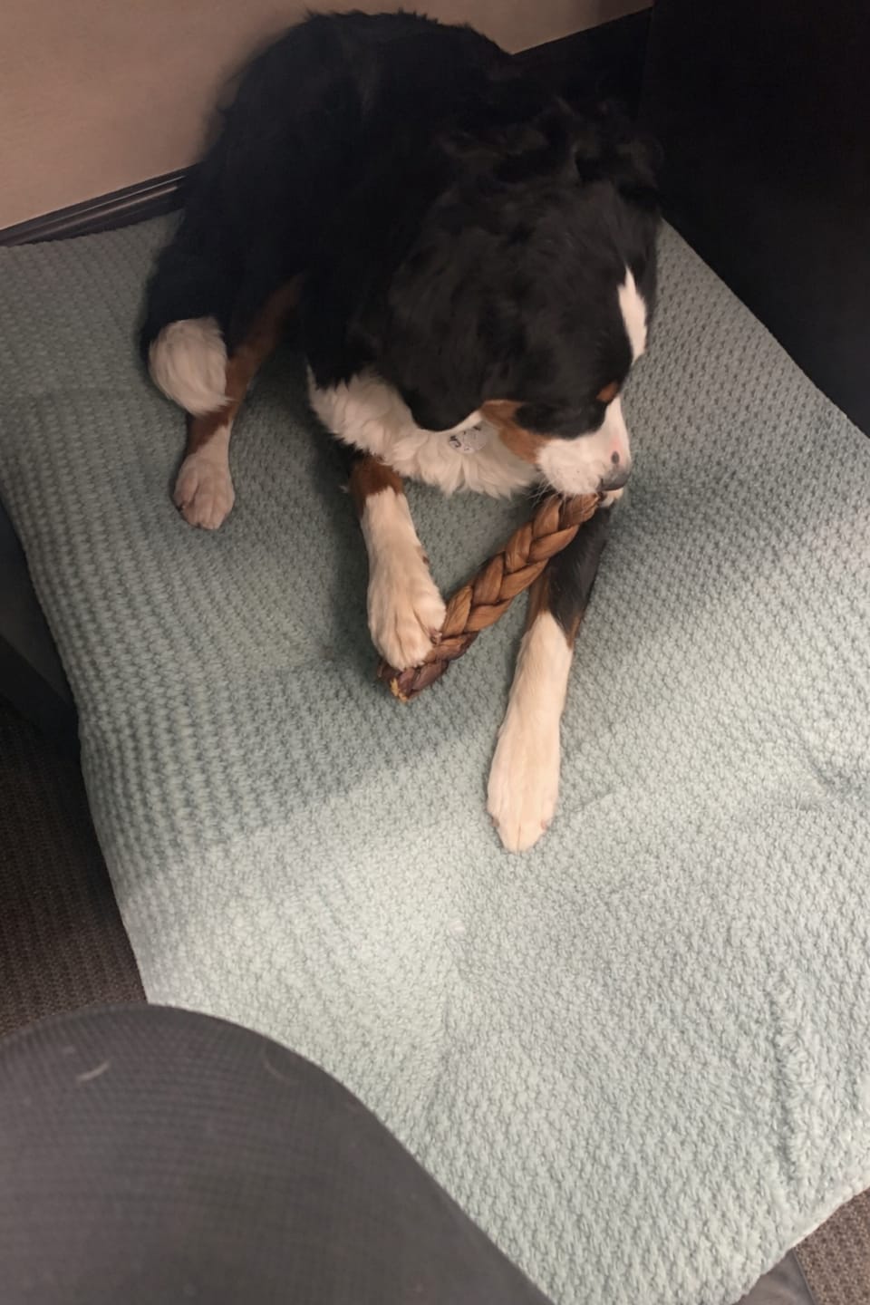 Customer photo review of 12 Inch Jumbo Braided Bully Stick