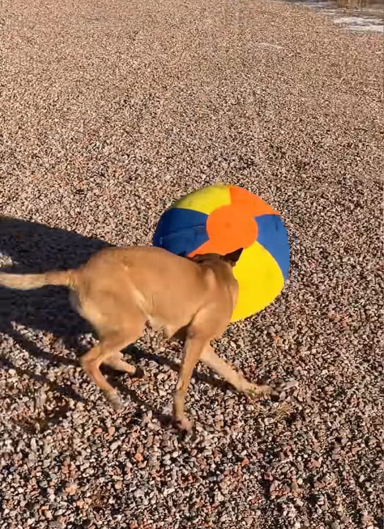 Customer photo review of Calming Jumbo Ball