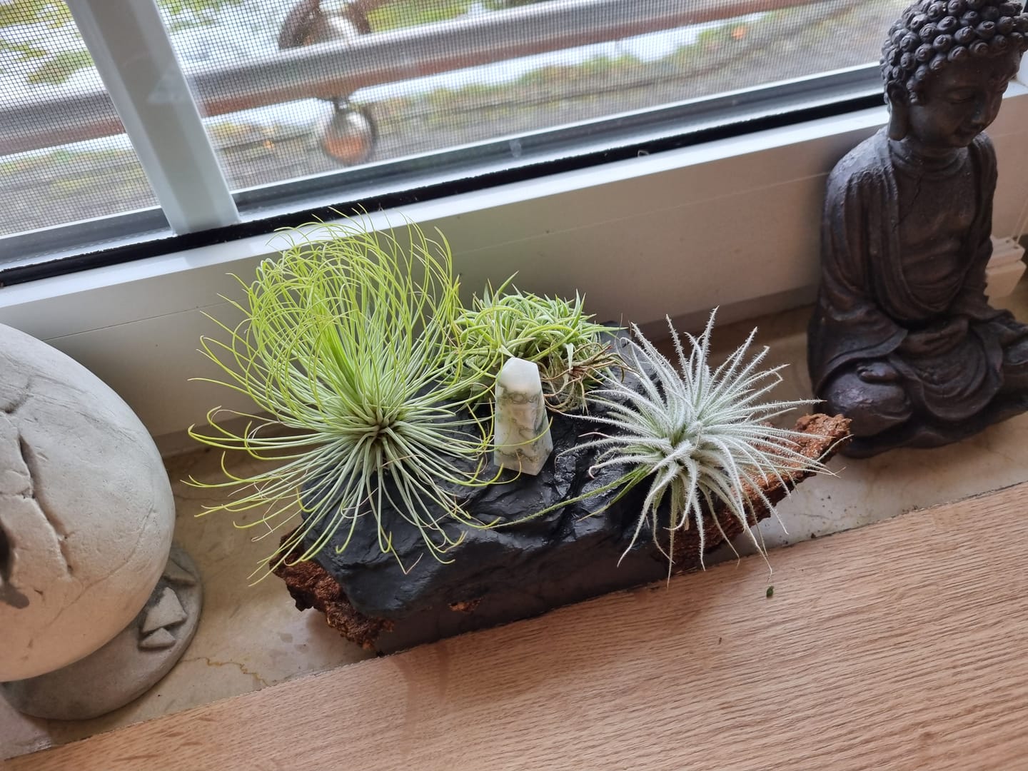 Customer photo review of Tillandsia ionantha 'mexico' - PULK