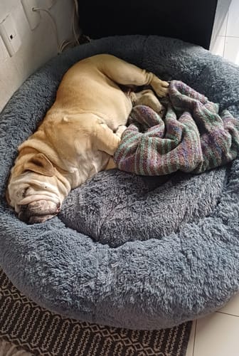 El bulldog de un cliente duerme acurrucado en la suave Cama Antiestrés gris.