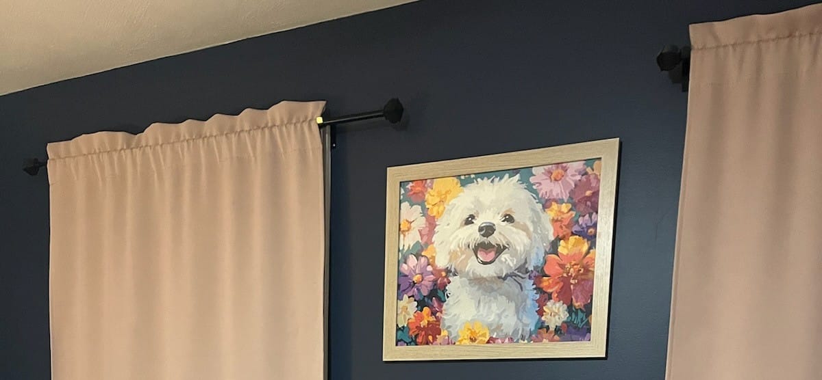 Customer photo review of Bichon Frise