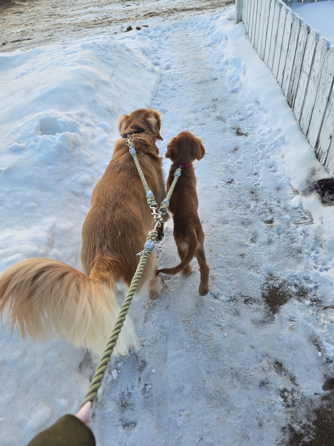 Customer photo review of Cotton Rope Multi-Dog Leash Connector