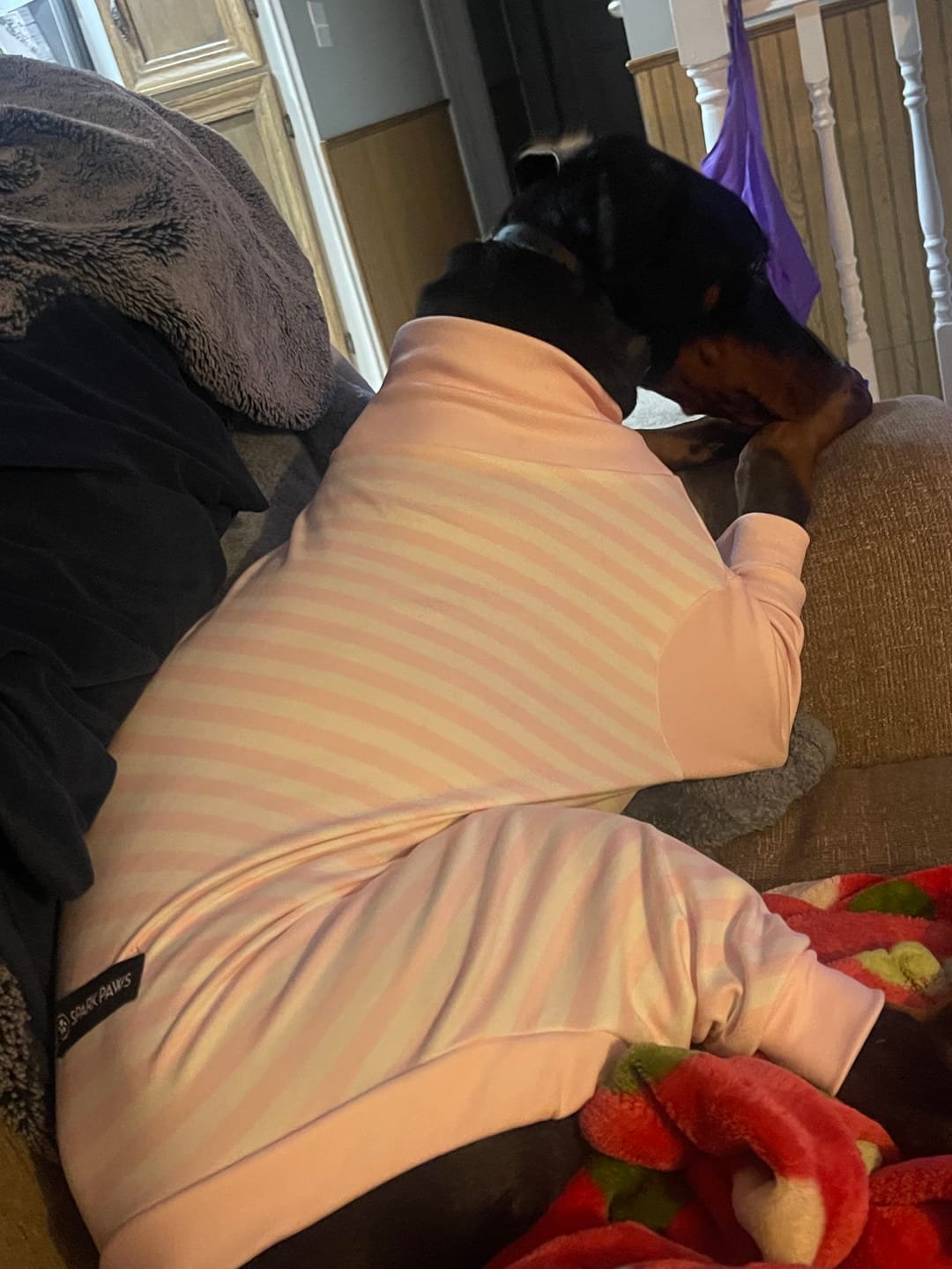 Customer photo review of Dog Pajama - Pink Stripes