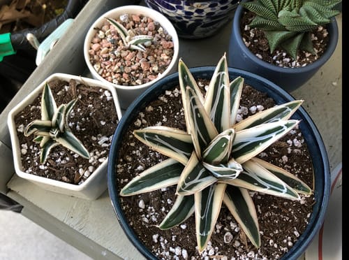 Customer's potted 'White Rhino' Agave shown with two smaller pups in separate pots.