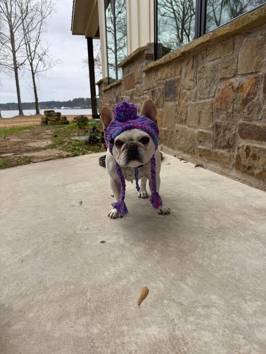 Customer photo review of Knit Pom Pom Dog Beanie Hat - Purple & Lavender