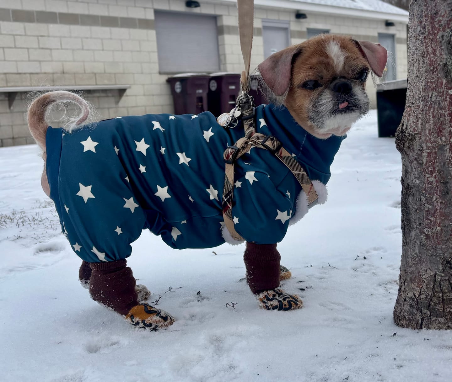 Customer photo review of Dog Pajama - Stars