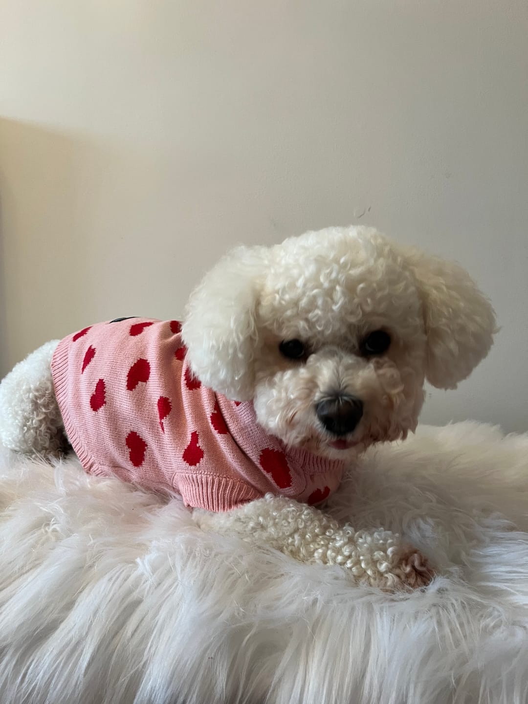 Customer photo review of Hearts Knit Dog Sweater