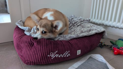 Customer photo review of Divanetto Velluto a Coste Bordeaux