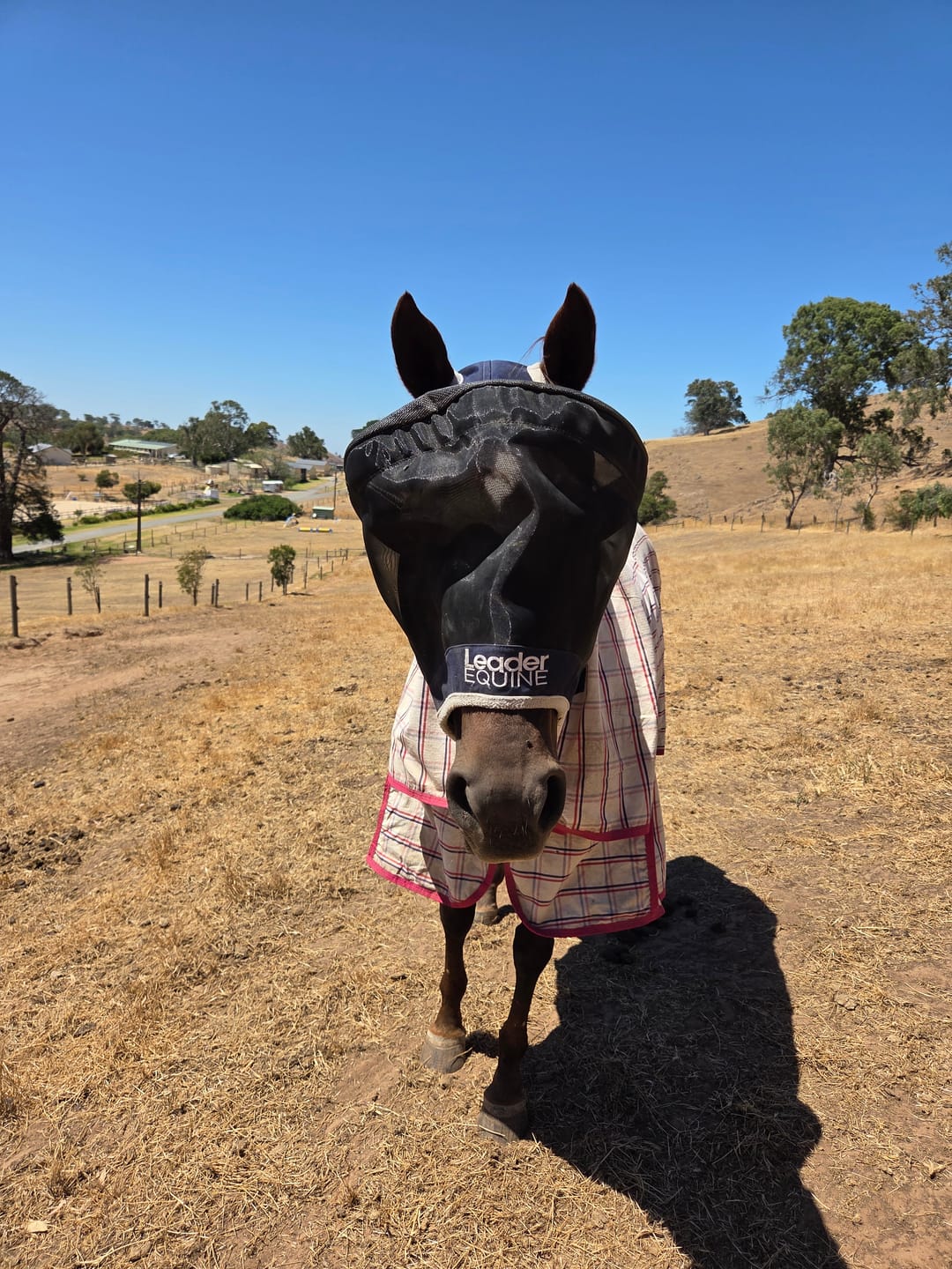 Customer photo review of LE Outback Flymask Original