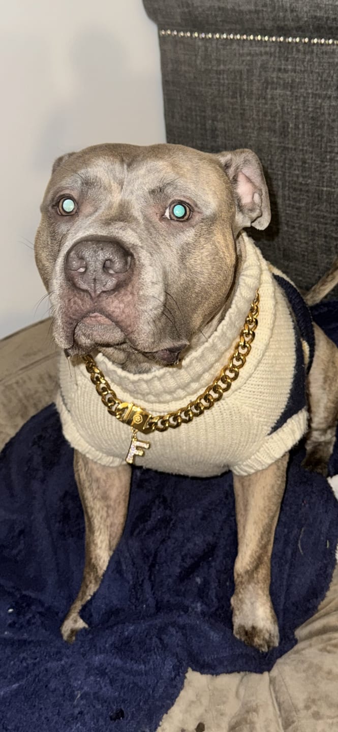 Customer photo review of Gold Chain Dog Collar 20mm