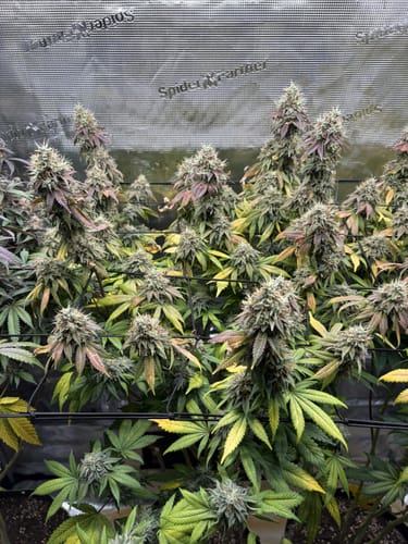 Customer photo review of Hanfstecklinge | Picasso Moon