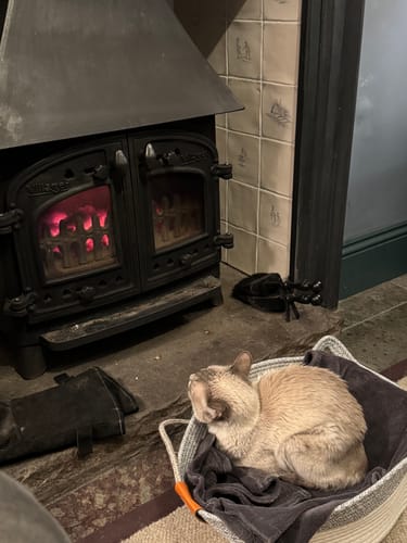 Customer photo review of Instinct Basket | Handwoven & Chemical-Free Cat Territory