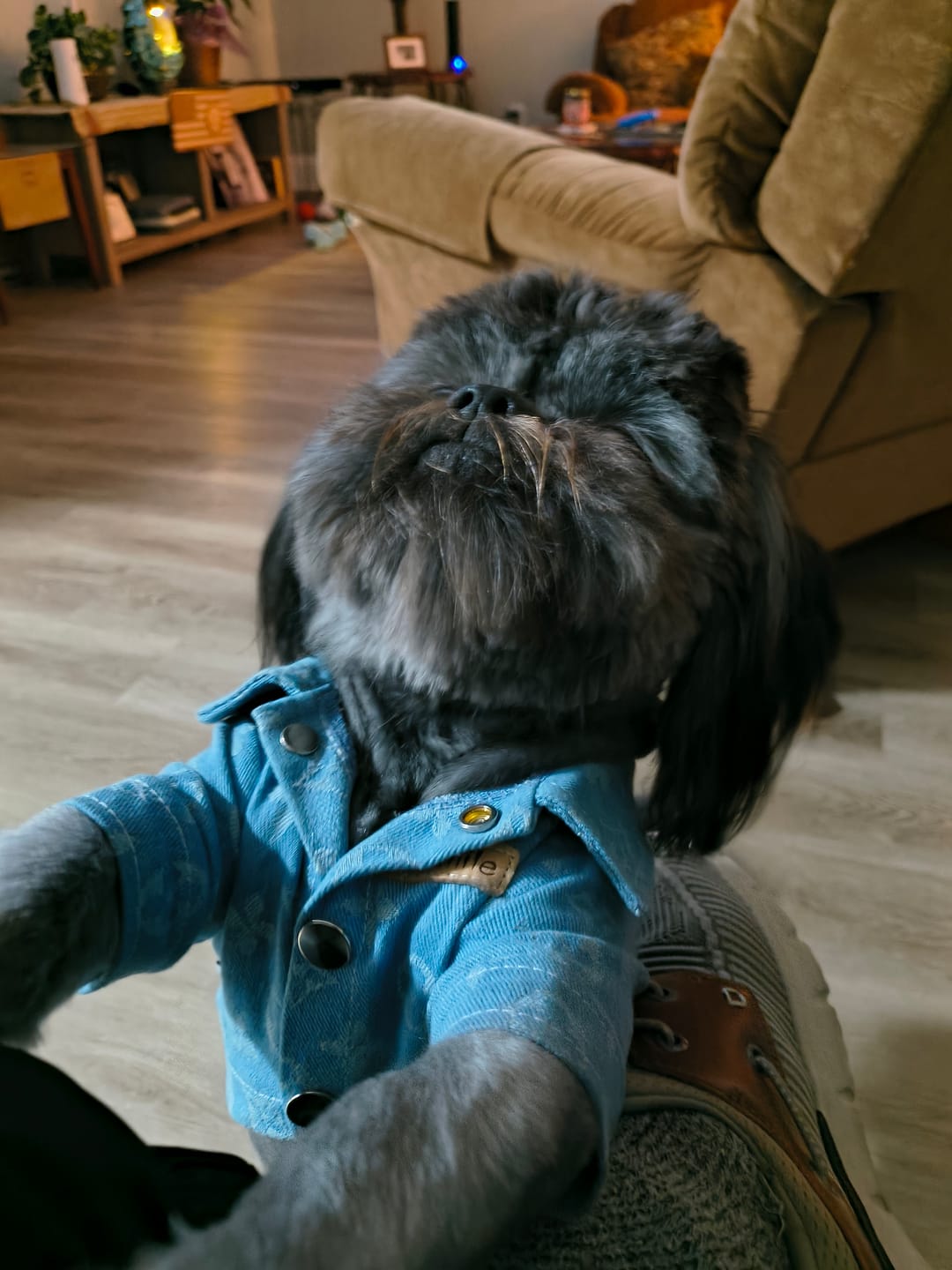 Customer photo review of Designer Large and Small Dog Denim Jacket