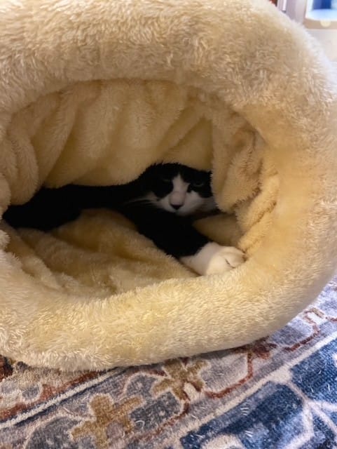 Customer photo review of Zzz Cat Slipper Bed