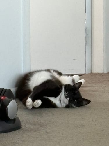 Customer photo review of Fit Litter