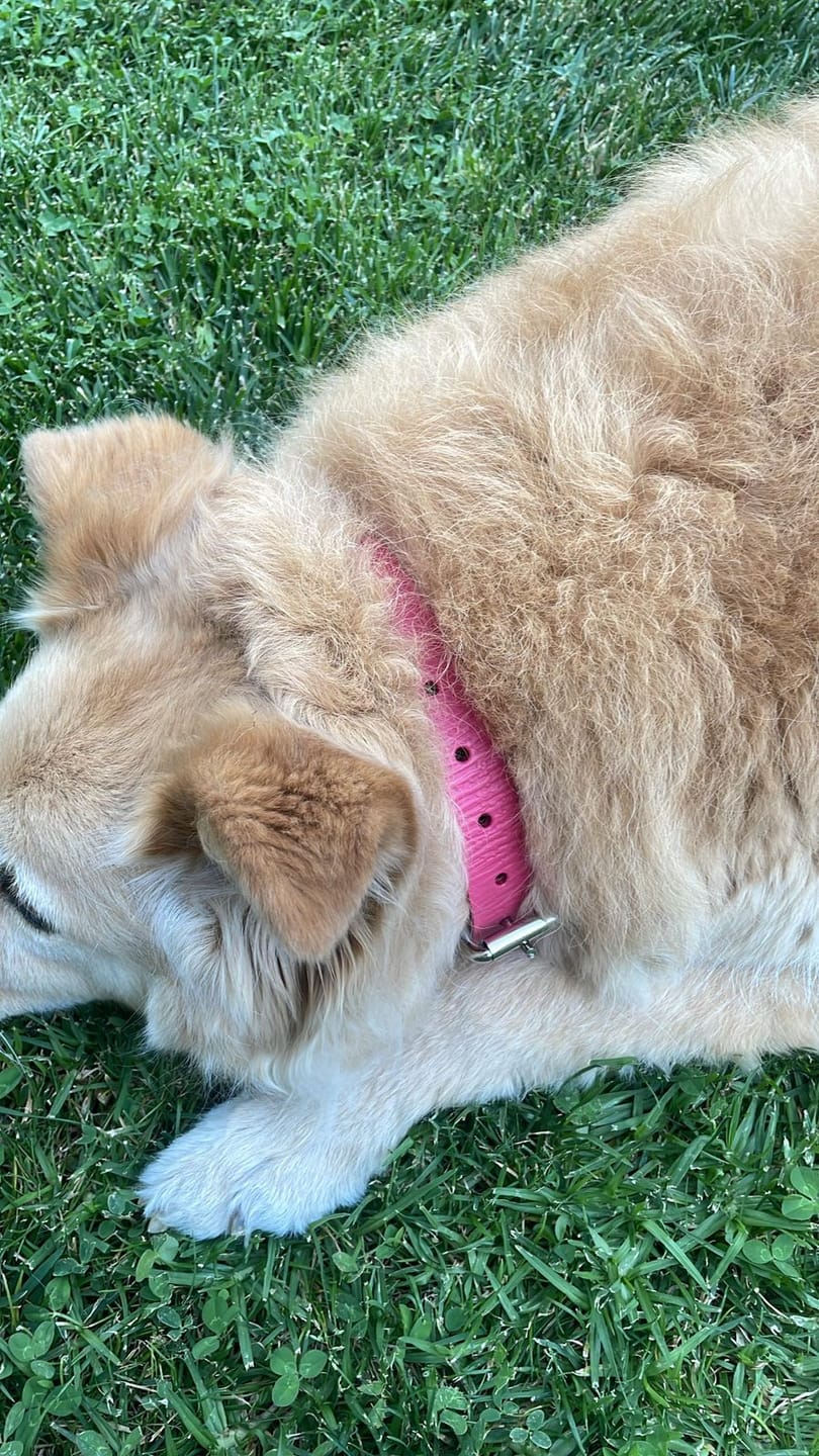 Customer photo review of Collar Lassie Fucsia Corrugado/Fucsia Corrugado B6