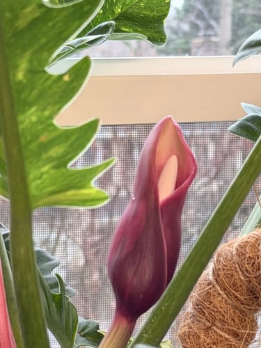 Close-up of a customer's healthy plant with a large purple flower bud, thriving after using the Plant Food.