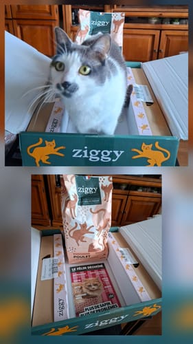 Le chat d'un client assis dans la boîte de livraison pour sa Pâtée Chat Stérilisé de la marque Ziggy.