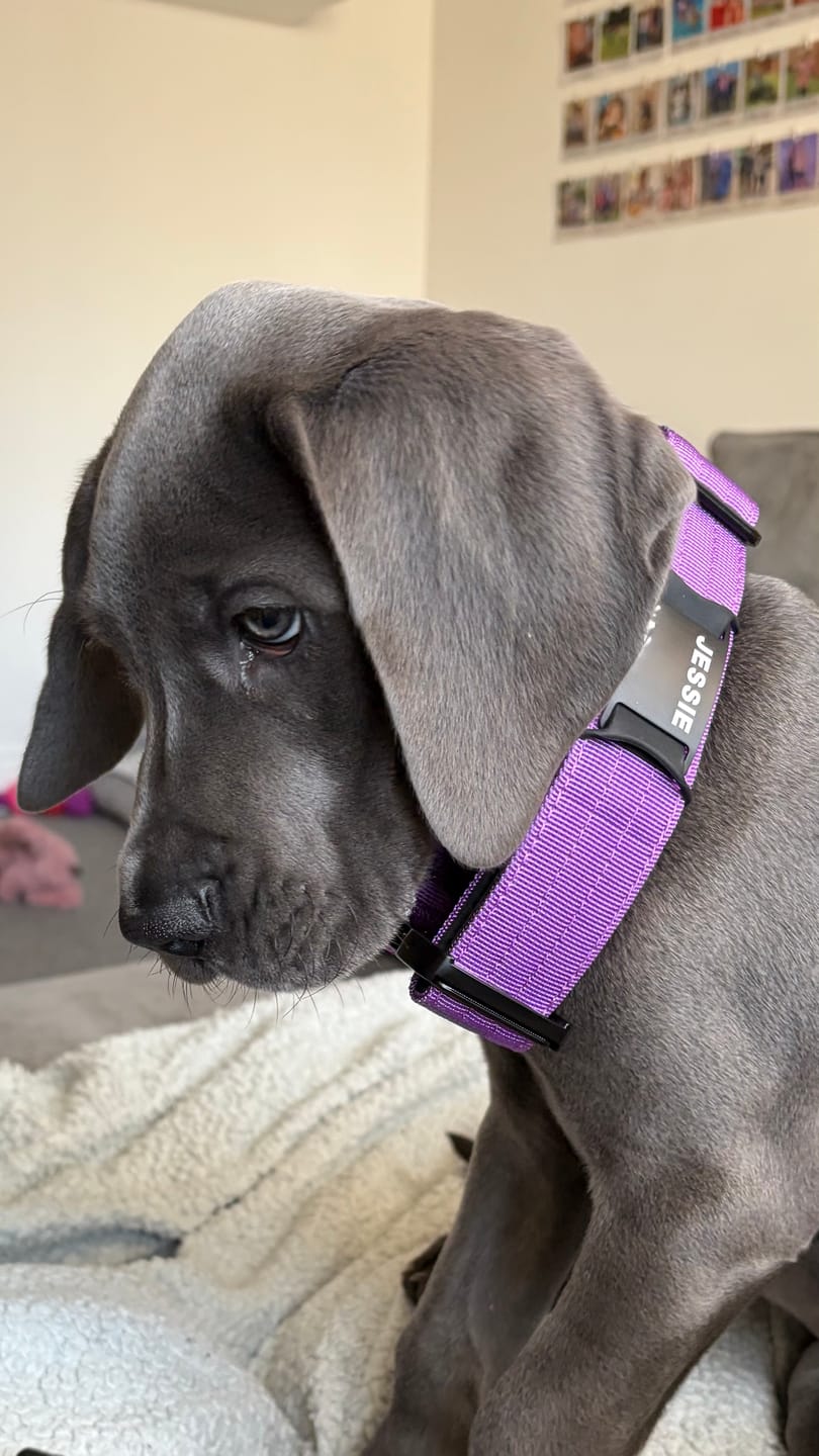 Customer photo review of Dog ID Attachment Tag (8 Colour Choices)