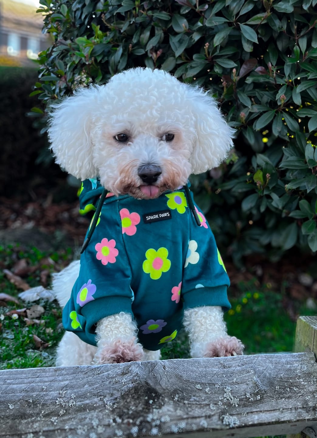 Customer photo review of Daisy Dog Hoodie - Green
