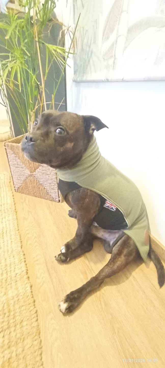 Customer photo review of Staffordshire Bull Terrier 1935® Fleece Coat - Green
