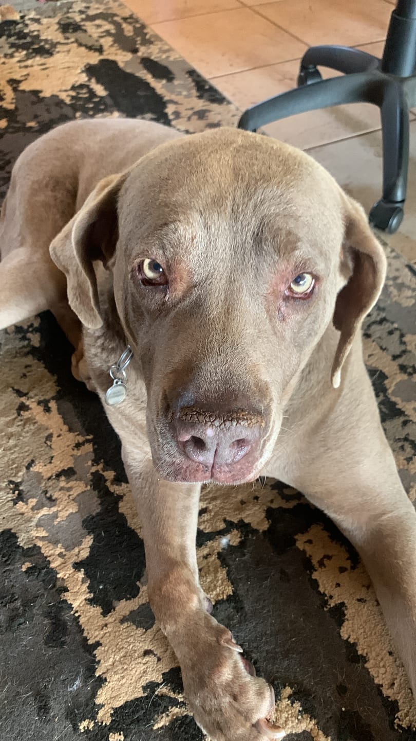 Customer photo review of FlexCare (Joint & Movement Support For Dogs)