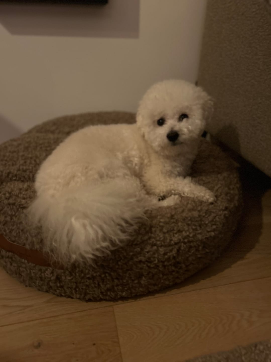 Customer photo review of Teddy Daybed – Myk og elegant hundeseng med stilrent design