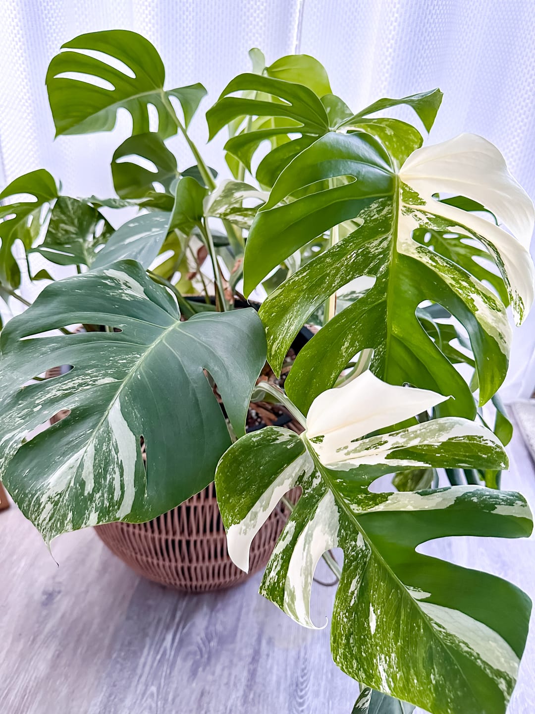 Customer photo review of Soil Refresh