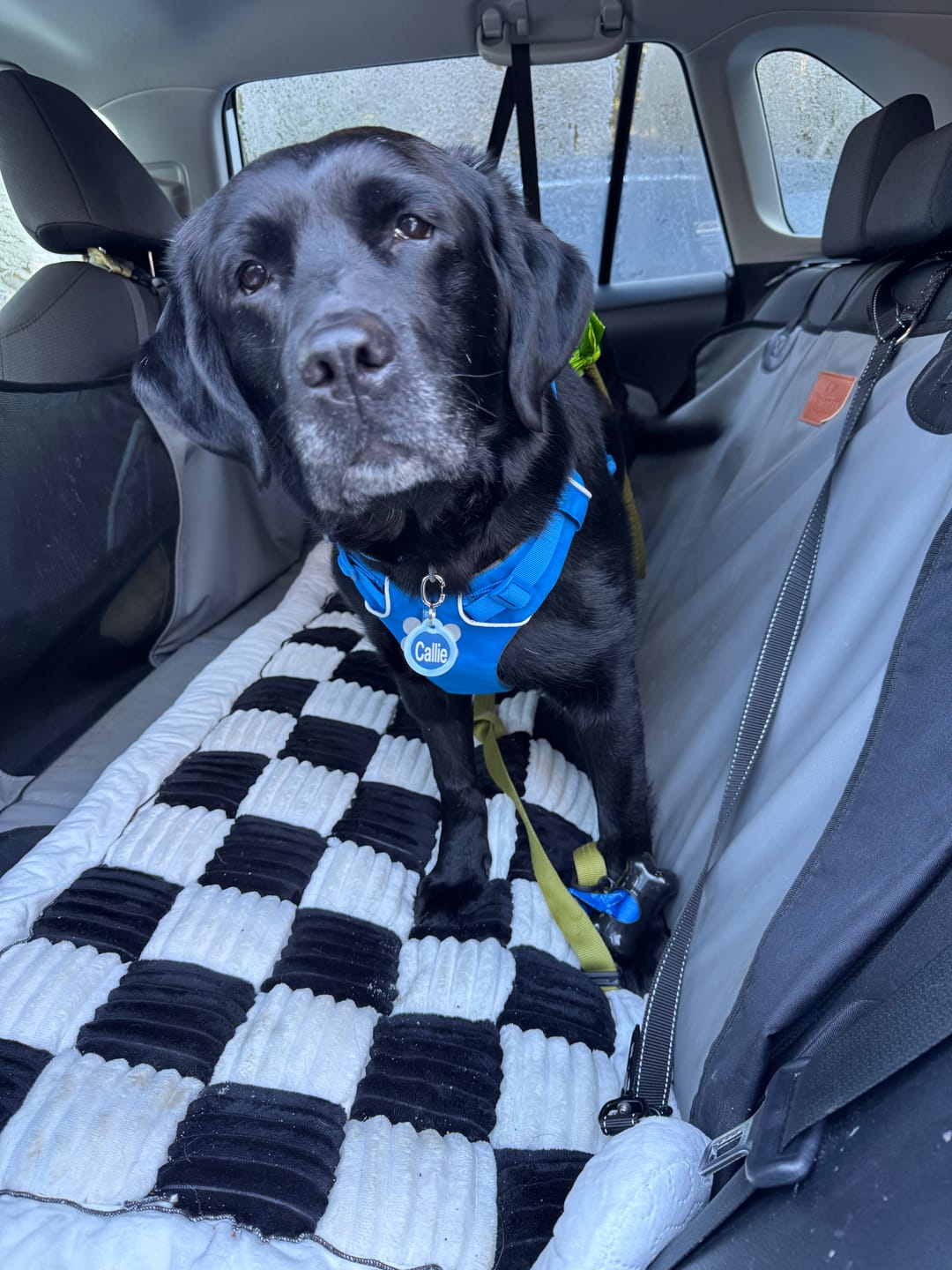 Customer photo review of Plush Backseat Dog Bed (Made For The Hard Bottom Car Seat Cover)