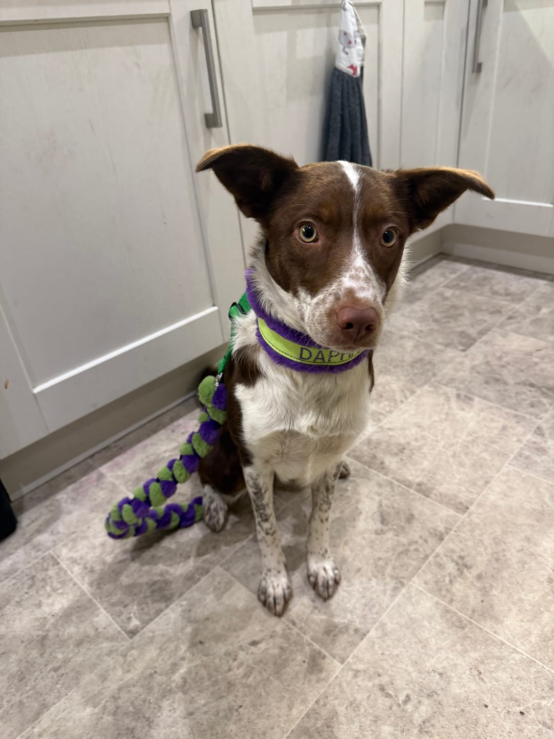 Customer photo review of Custom Collar & Lead Set