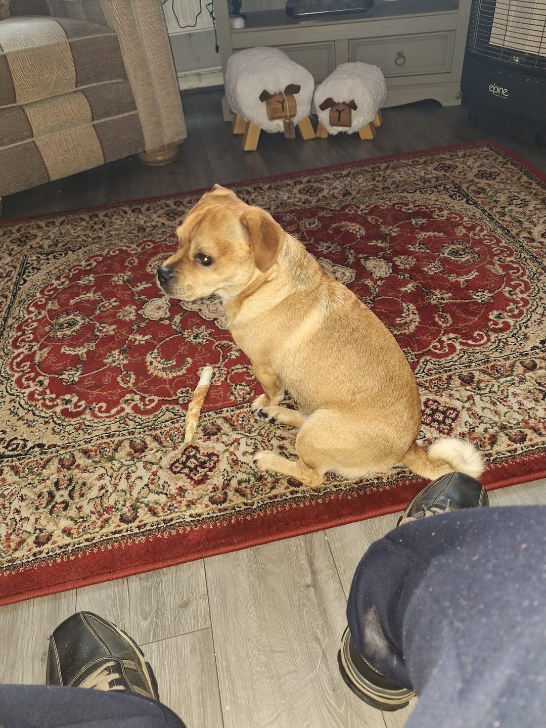 Customer photo review of MultiProtein Dry Puppy Food