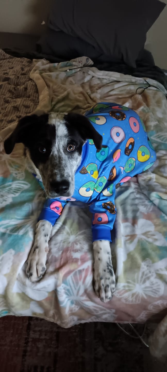 Customer photo review of Dog Pajama - Donuts