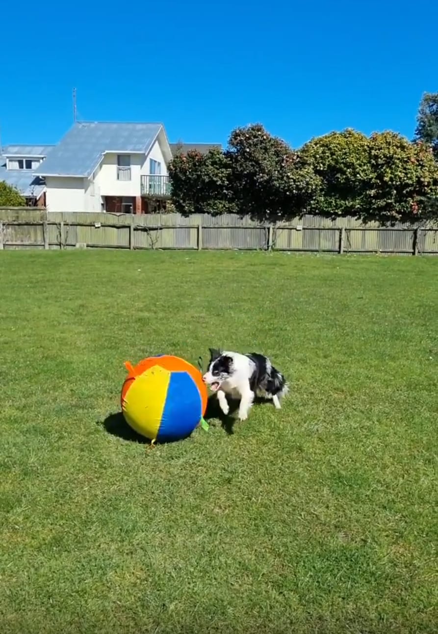 Customer photo review of Calming Jumbo Ball