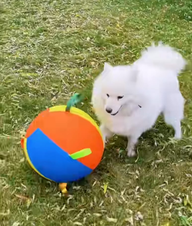 Customer photo review of Calming Jumbo Ball