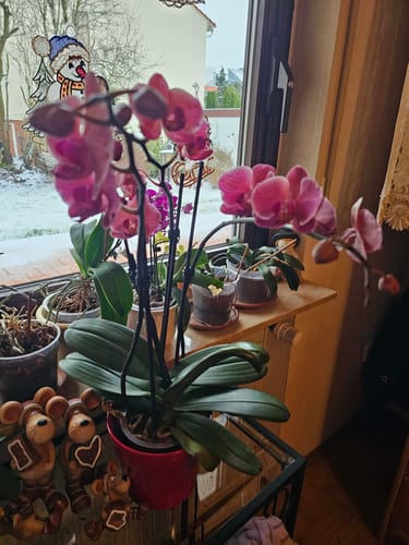 Die Two of Us Narbonne Orchidee eines Kunden in einem roten Topf, mit mehreren Stielen und leuchtend rosa Blüten.