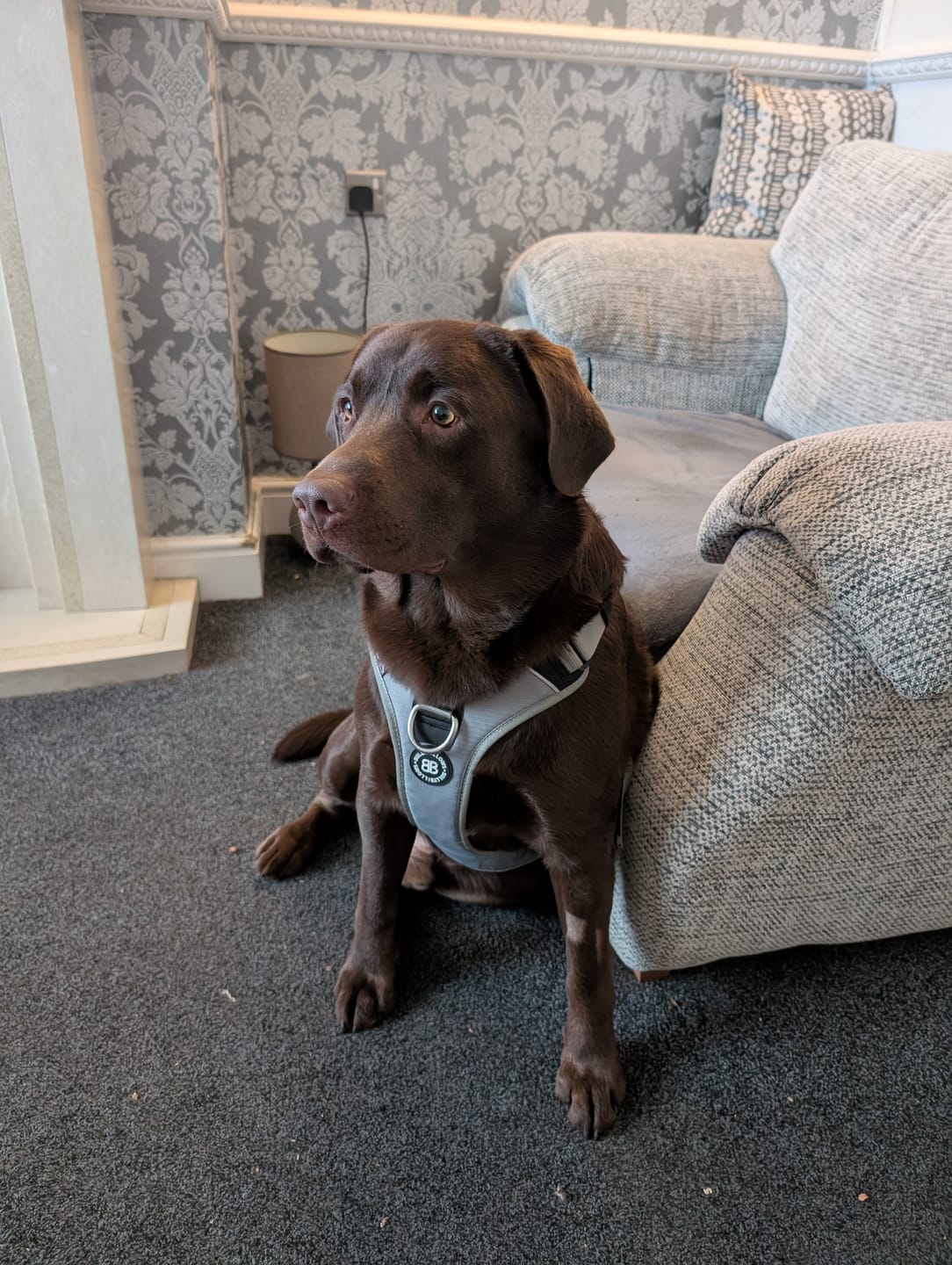 Customer photo review of Anti Pull Hurricane Harness Lighter | With Handle - Grey