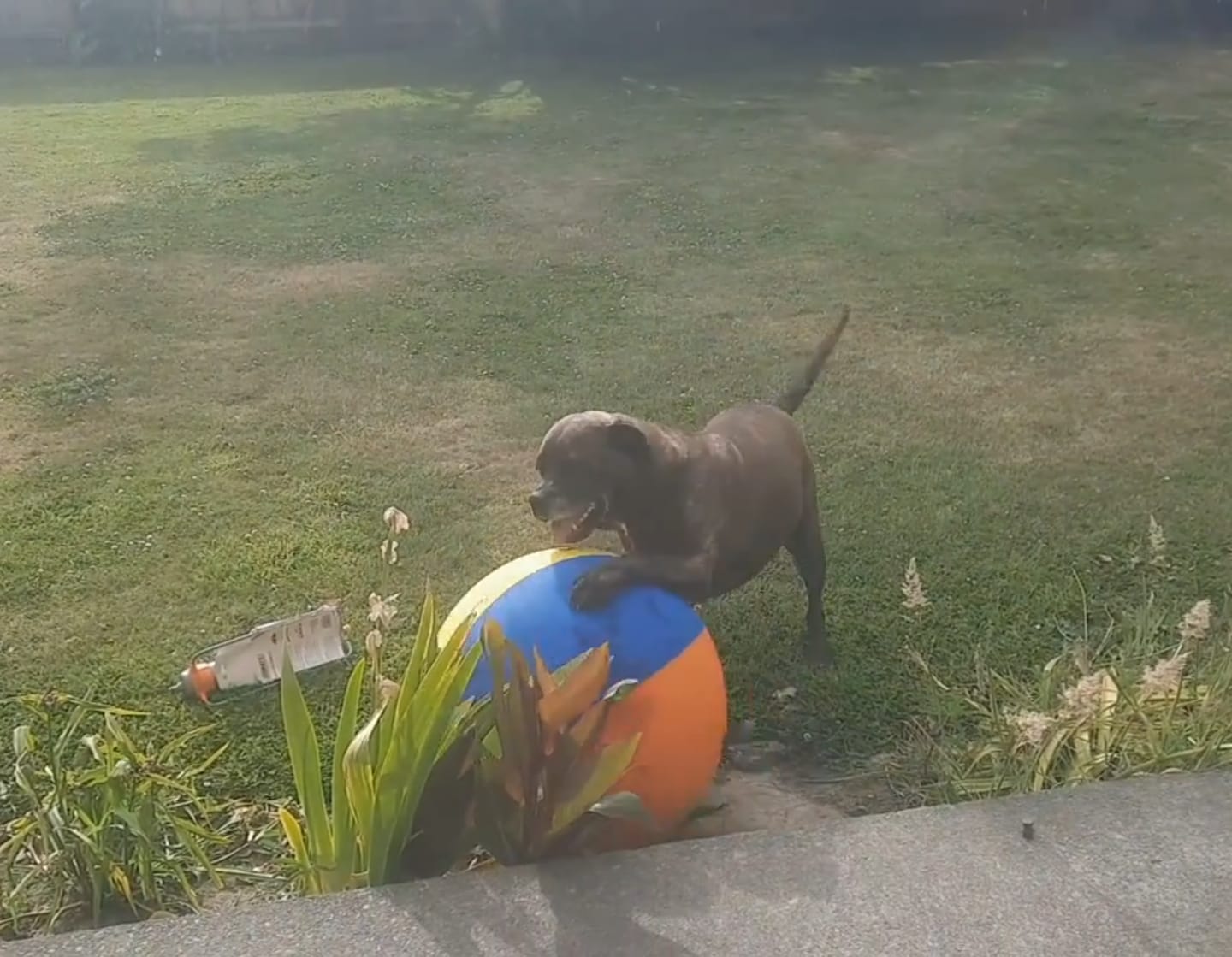 Customer photo review of Calming Jumbo Ball