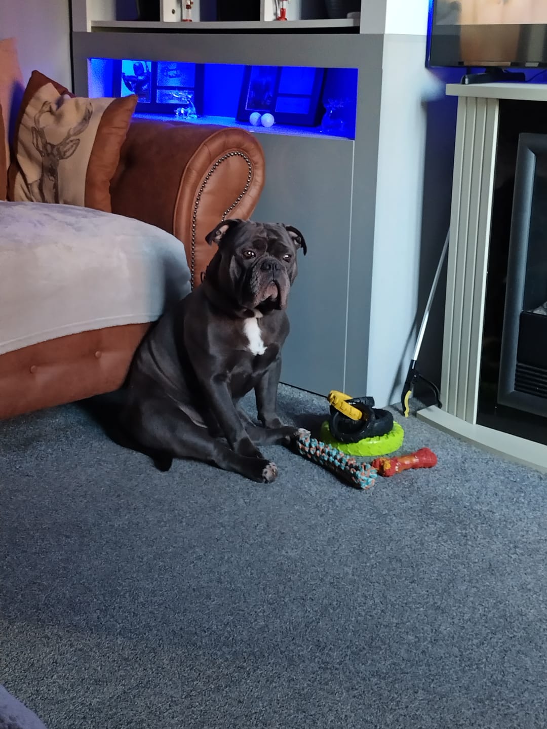 Customer photo review of Muzzle | Flexi & Legal Requirement - S-XL Breeds - Black