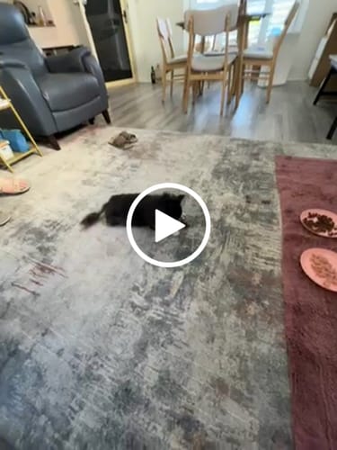 Customer video review of Roo Tendons