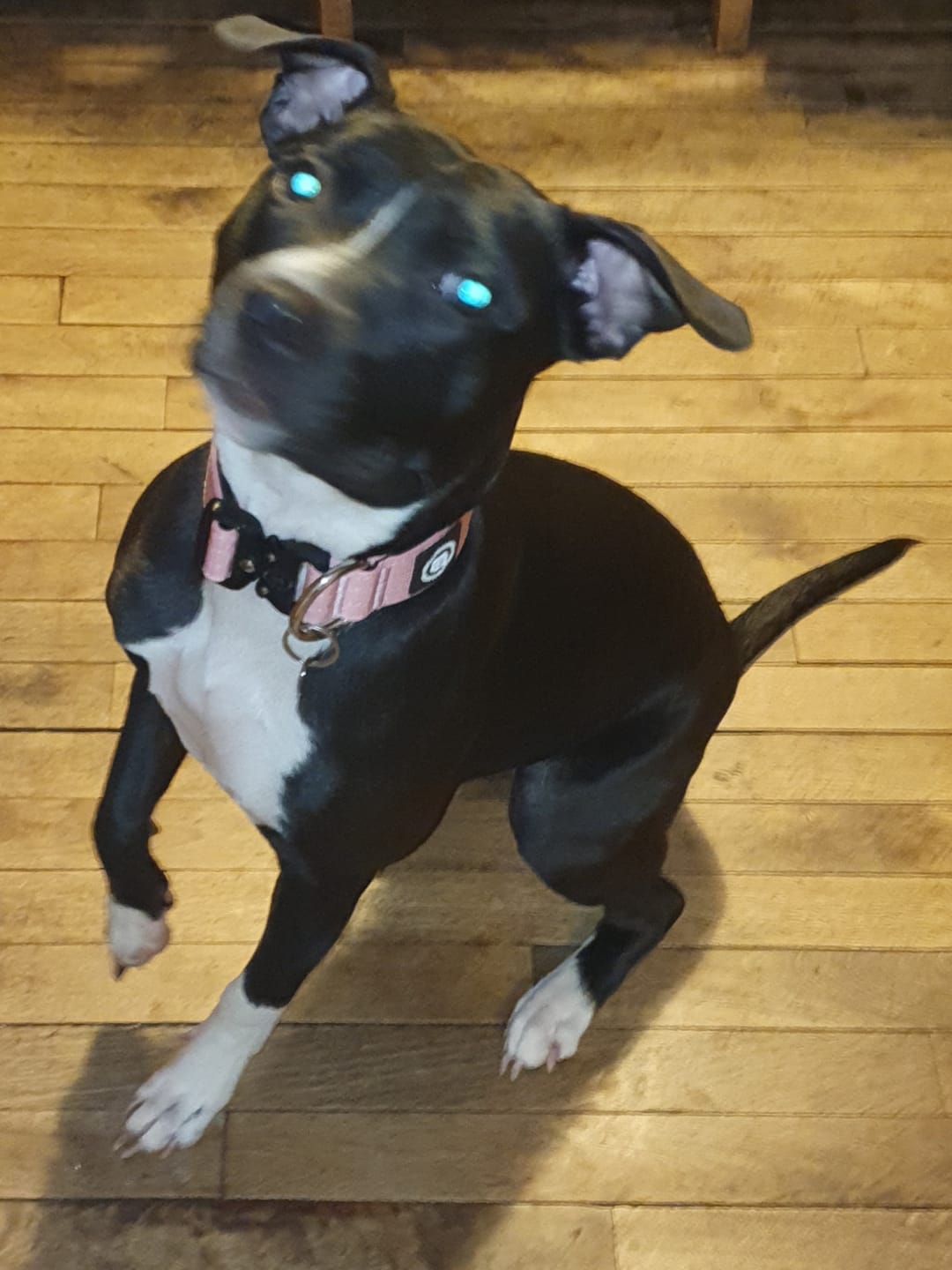 Customer photo review of 4cm Combat® Collar | Rated Clip - NO HANDLE - Pink