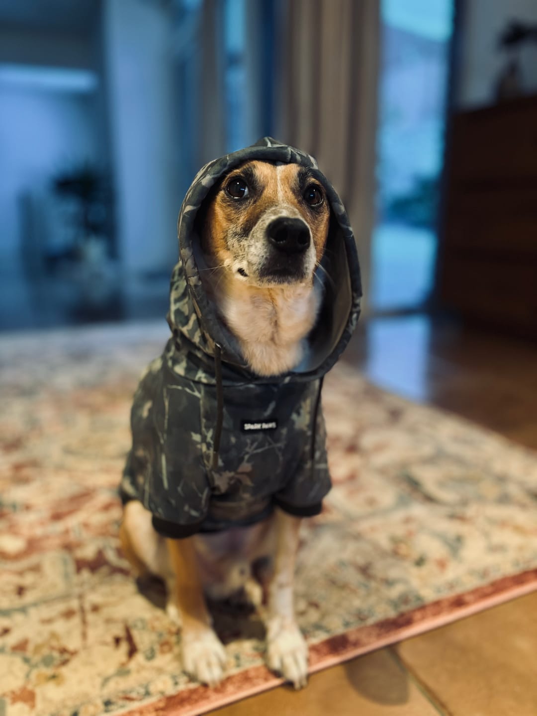 Customer photo review of Concrete Wood Dog Hoodie - Timber