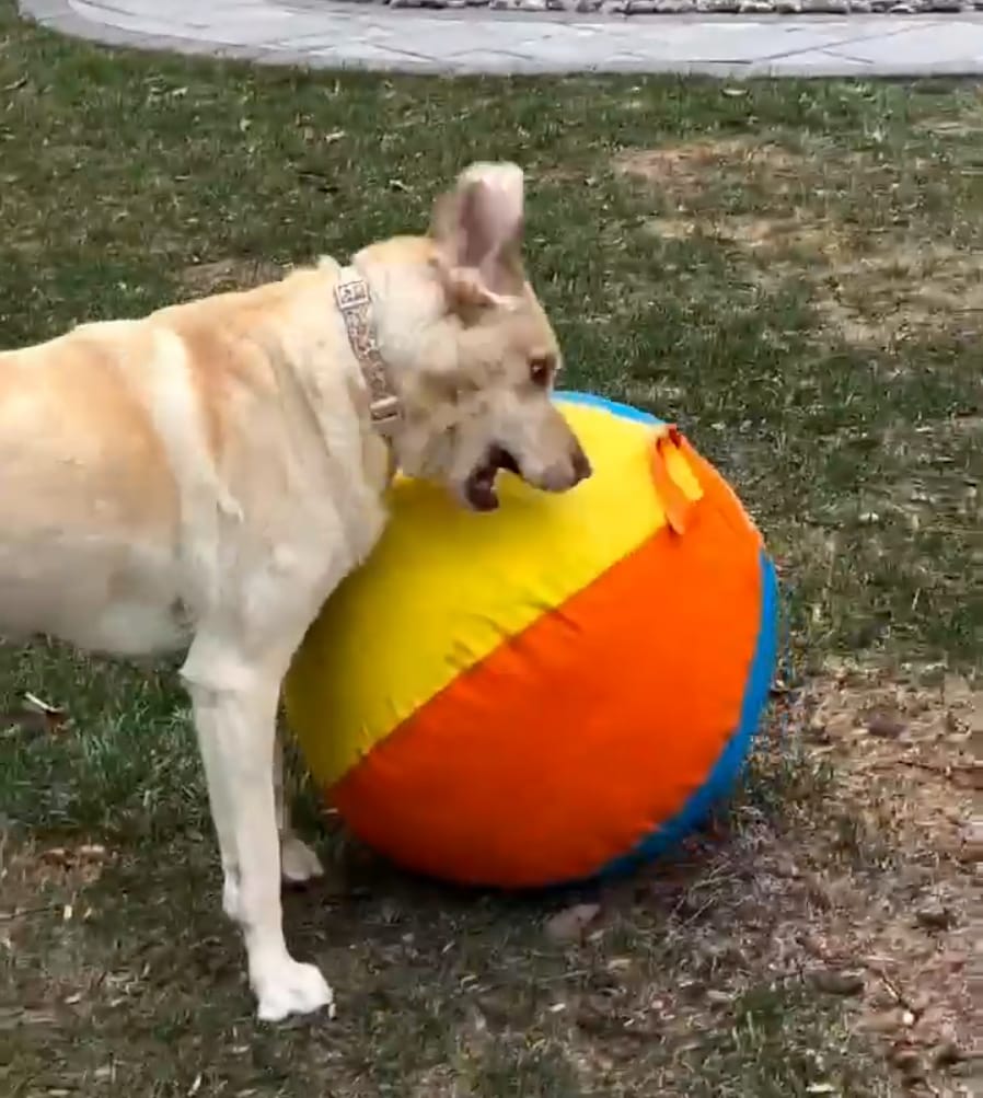 Customer photo review of Calming Jumbo Ball